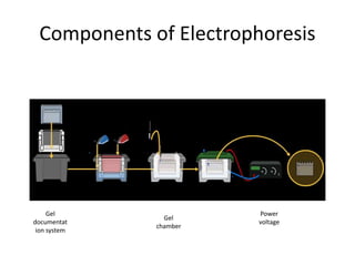 (5) Electrophoresis.pptx