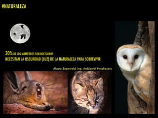 30%DE LOS MAMÍFEROS SON NOCTURNOS
NECESITAN LA OSCURIDAD (LUZ) DE LA NATURALEZA PARA SOBREVIVIR
Alvaro Boemwald, Ing. Ambiental #nochezero
#NATURALEZA
 