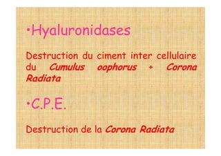 •Hyaluronidases
Destruction du ciment inter cellulaire
du Cumulus oophorus + Corona
Radiata
•C.P.E.
Destruction de la Corona Radiata
 