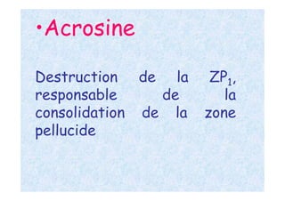 •Acrosine
Destruction de la ZP1,
responsable de la
consolidation de la zone
pellucide
 