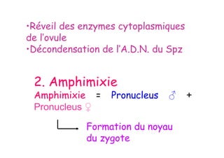 •Réveil des enzymes cytoplasmiques
de l’ovule
•Décondensation de l’A.D.N. du Spz
2. Amphimixie
Amphimixie = Pronucleus ♂ +
Pronucleus ♀
Formation du noyau
du zygote
 