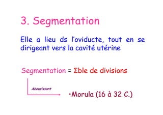3. Segmentation
Elle a lieu ds l’oviducte, tout en se
dirigeant vers la cavité utérine
Segmentation = Σble de divisions
Aboutissant
•Morula (16 à 32 C.)
 
