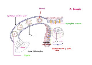 B. E. C. B.
T.
Blastocyste 5ème j. DVPT.
Σaire.
Ovaire
Paroi utérine
Morula
Épithélium cilié très actif
Glycogène + mucus
Stade 4 blastomères
Zygote
A. Bouaziz
 