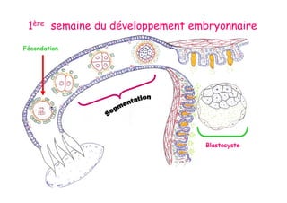 Fécondation
Blastocyste
1ère semaine du développement embryonnaire
 