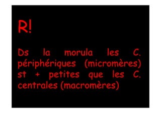 R!
Ds la morula les C.
périphériques (micromères)
st + petites que les C.
centrales (macromères)
 