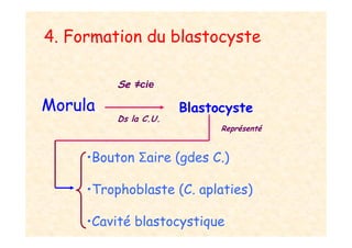 4. Formation du blastocyste
Morula
Se ≠cie
Ds la C.U.
Blastocyste
•Bouton Σaire (gdes C.)
•Trophoblaste (C. aplaties)
•Cavité blastocystique
Représenté
 