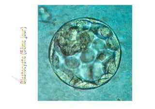 1semaine de developpement embryonnaire