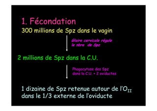 1. Fécondation
300 millions de Spz dans le vagin
2 millions de Spz dans la C.U.
Glaire cervicale régule
le nbre de Spz
Phagocytose des Spz
dans la C.U. + 2 oviductes
1 dizaine de Spz retenue autour de l’OII
dans le 1/3 externe de l’oviducte
 