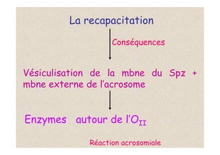 La recapacitation
Conséquences
Vésiculisation de la mbne du Spz +
mbne externe de l’acrosome
Réaction acrosomiale
Enzymes autour de l’OII
 