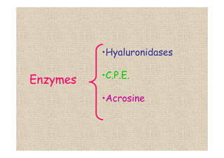 Enzymes
•Hyaluronidases
•C.P.E.
•Acrosine
 