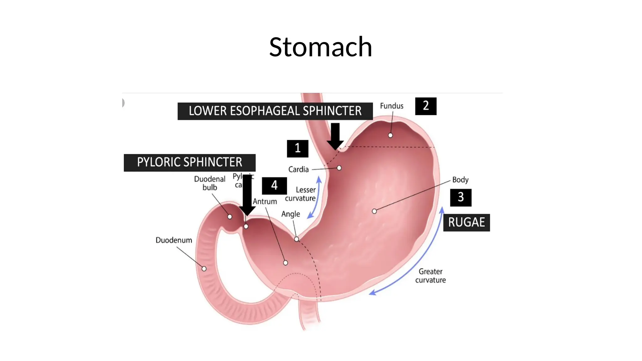 Stomach
 