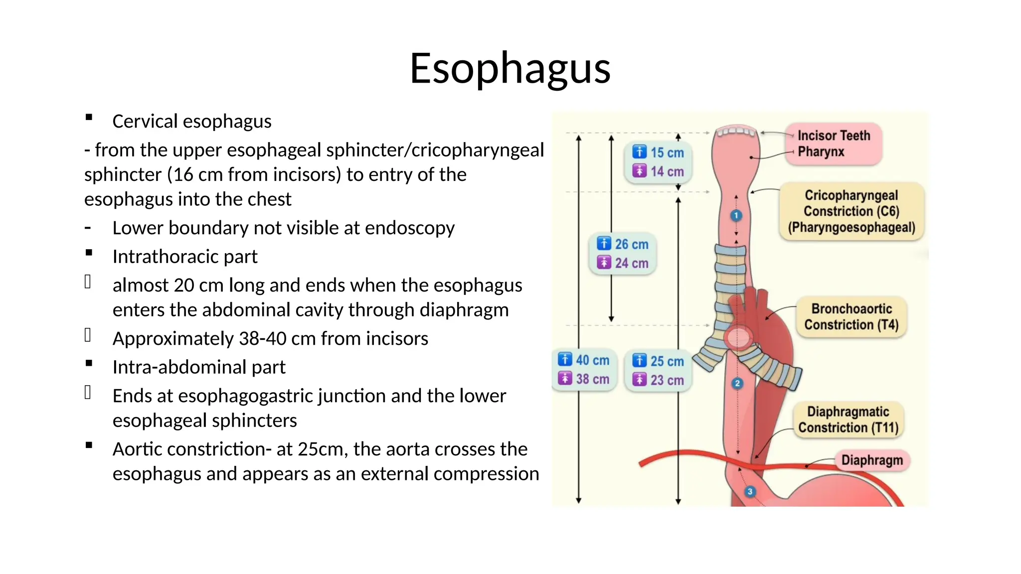 Esophagus
 Cervical esophagus
- from the upper esophageal sphincter/cricopharyngeal
sphincter (16 cm from incisors) to entry of the
esophagus into the chest
- Lower boundary not visible at endoscopy
 Intrathoracic part
- almost 20 cm long and ends when the esophagus
enters the abdominal cavity through diaphragm
- Approximately 38-40 cm from incisors
 Intra-abdominal part
- Ends at esophagogastric junction and the lower
esophageal sphincters
 Aortic constriction- at 25cm, the aorta crosses the
esophagus and appears as an external compression
 