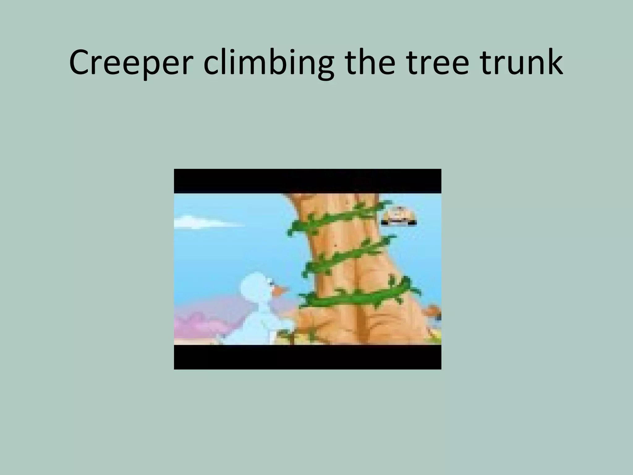 Creeper climbing the tree trunk
 