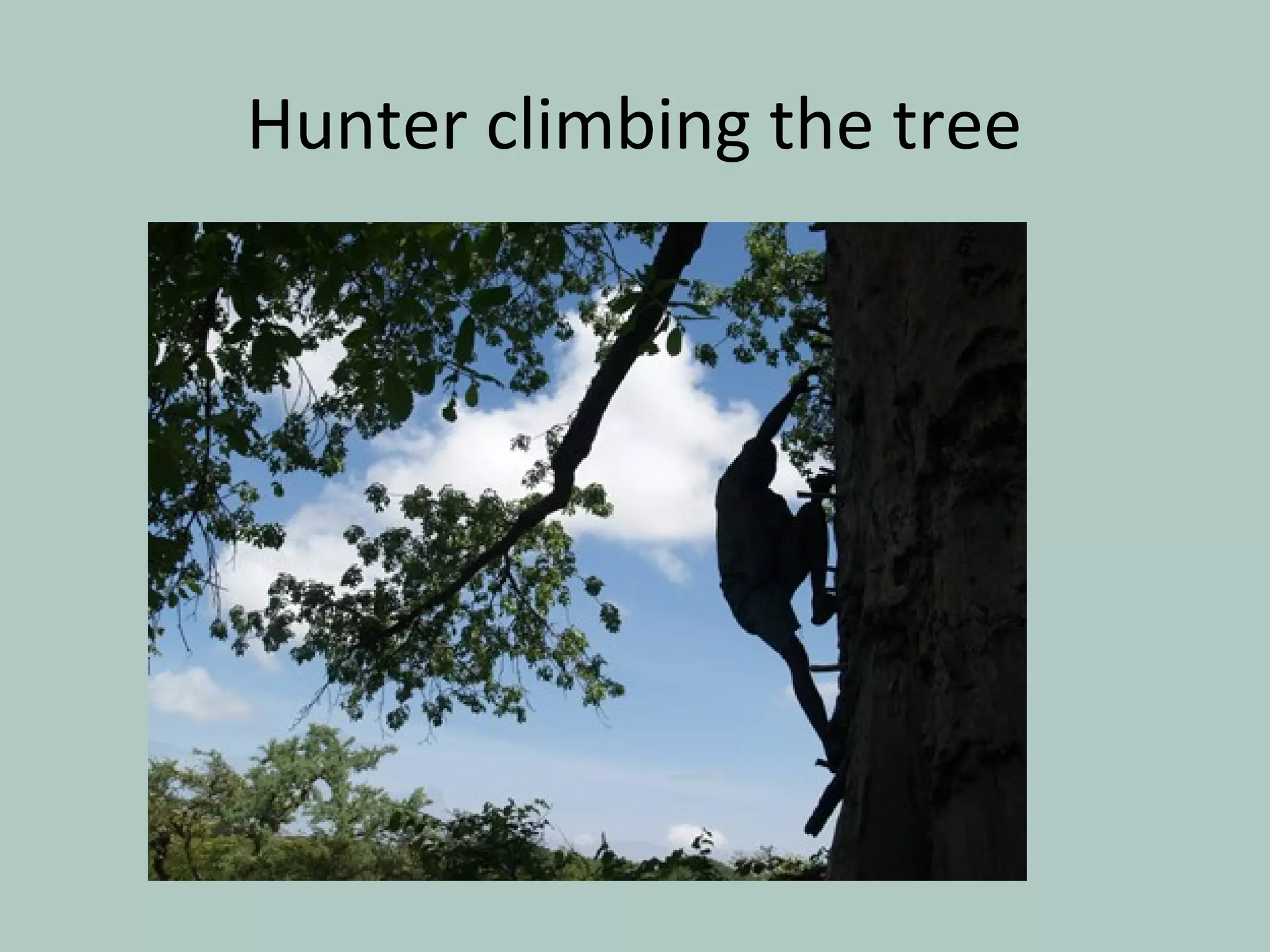 Hunter climbing the tree
 