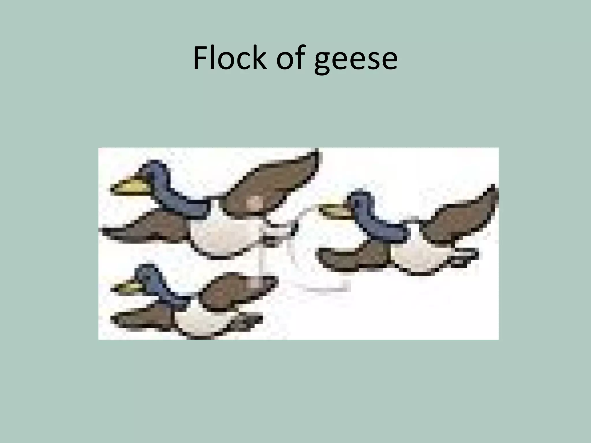 Flock of geese
 