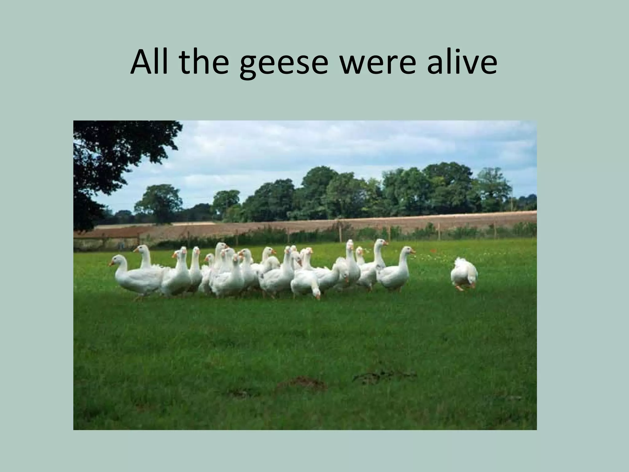 All the geese were alive
 