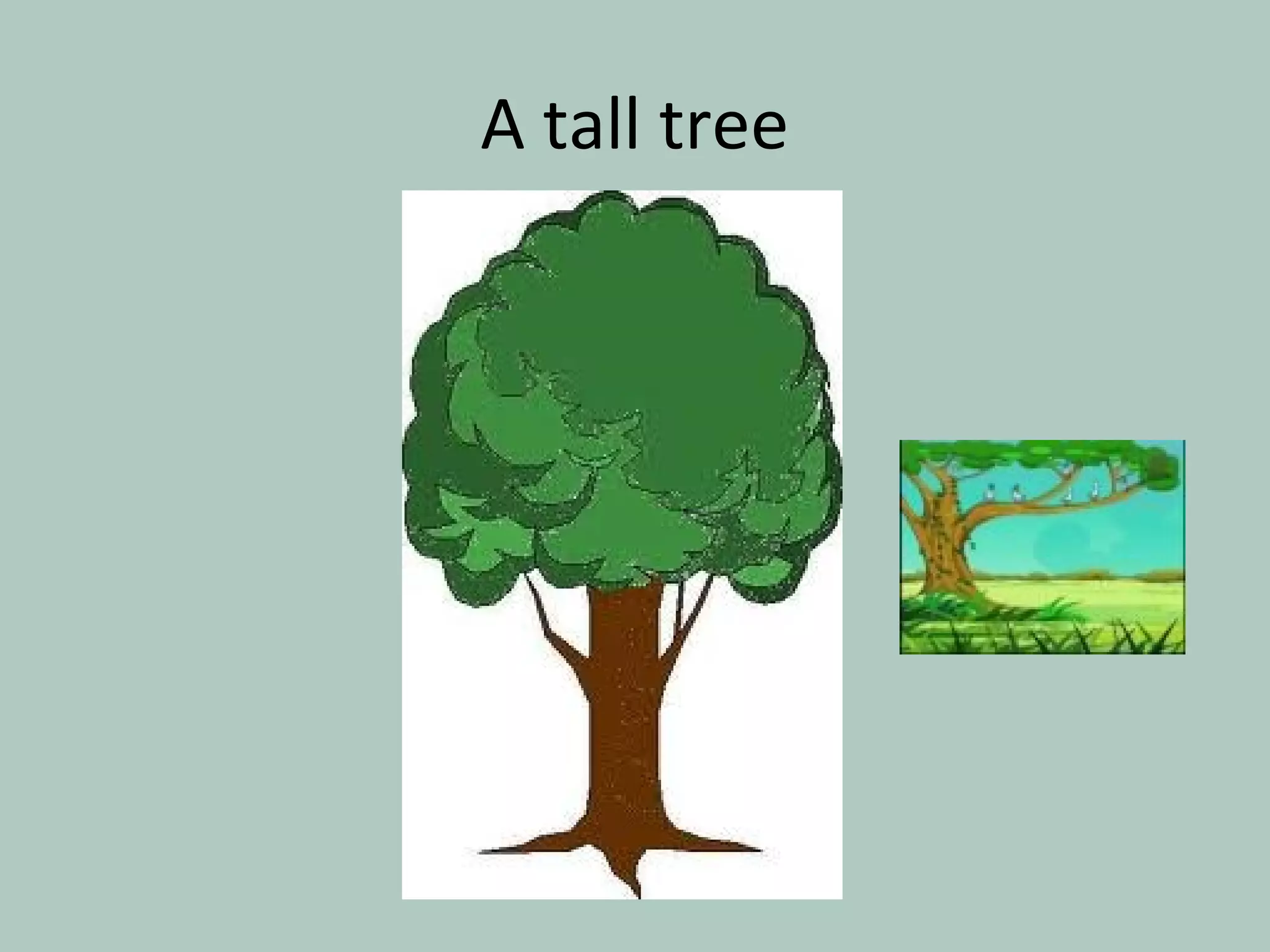 A tall tree
 