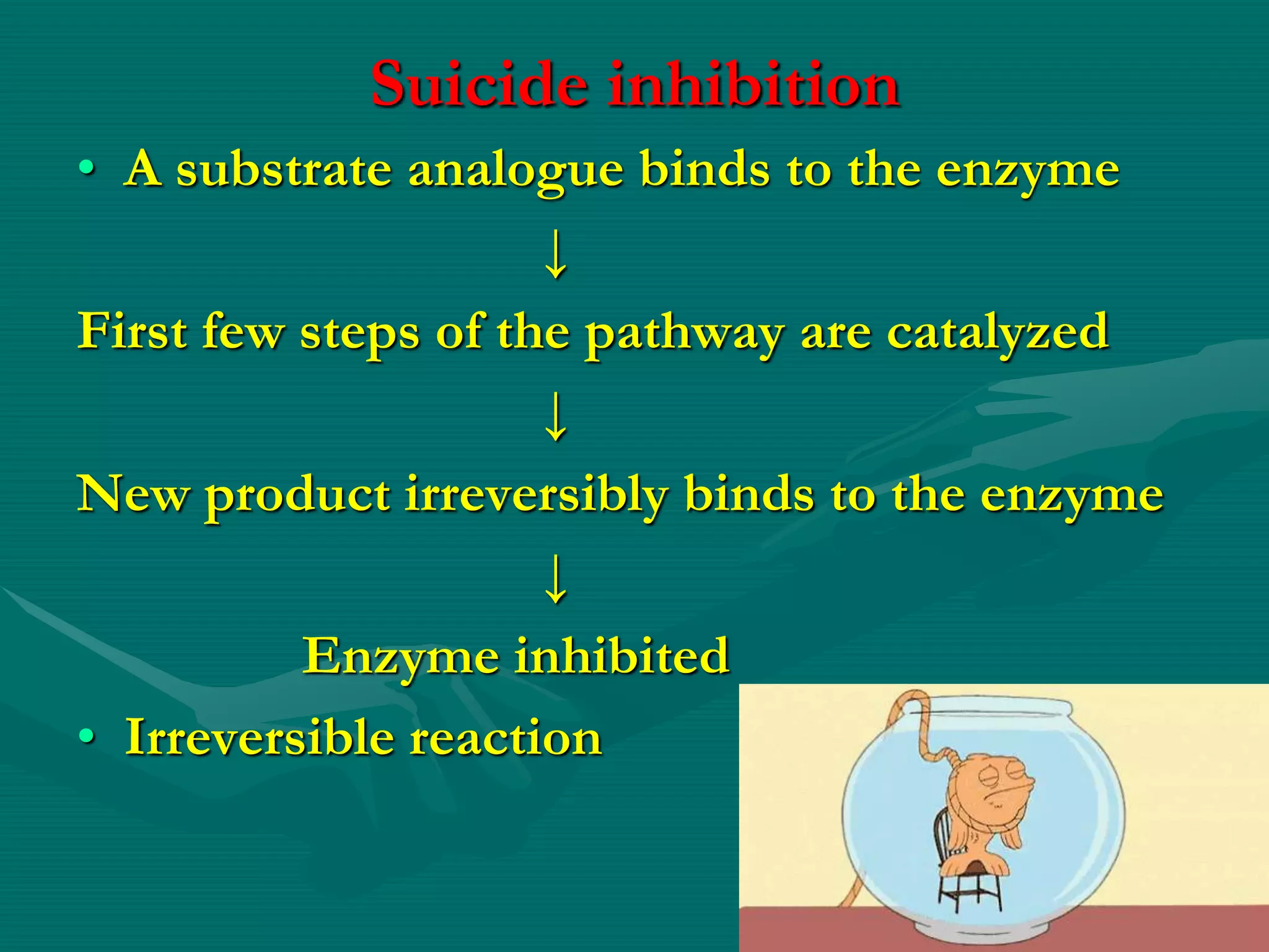 Suicide inhibition
• A substrate analogue binds to the enzyme
↓
First few steps of the pathway are catalyzed
↓
New product irreversibly binds to the enzyme
↓
Enzyme inhibited
• Irreversible reaction
 