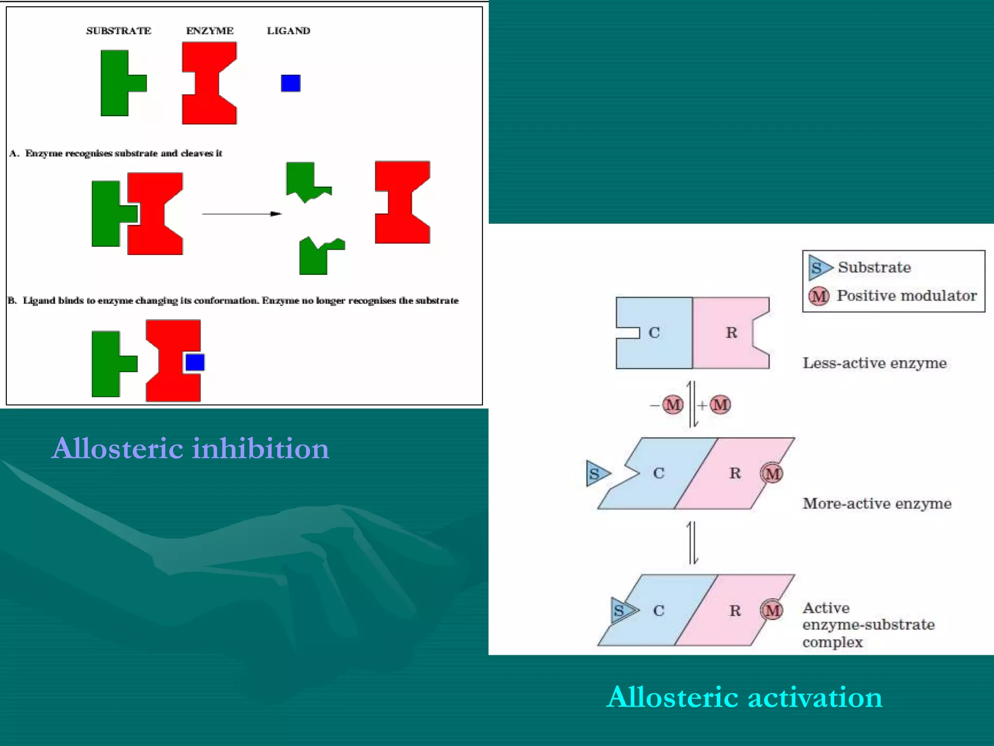 Allosteric inhibition
Allosteric activation
 