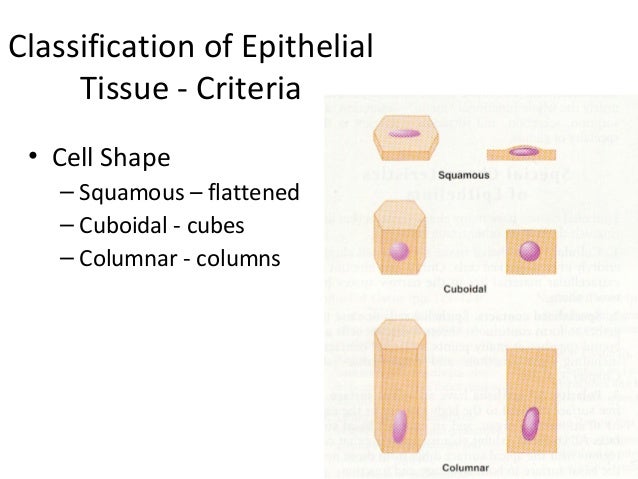 5 epithelium sp 11 638
