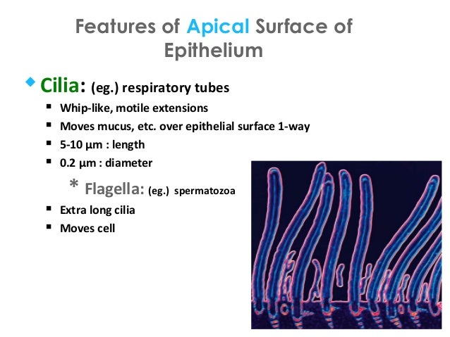 5 epithelium sp epithelial cell size