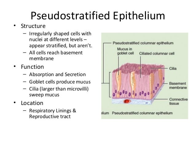 images Ciliated Simple Columnar Epithelium Location 5 epithelium sp