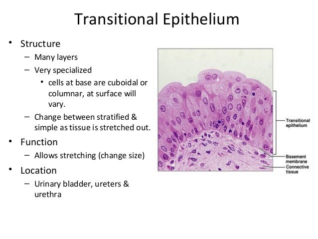 5 epithelium sp epithelial cell size