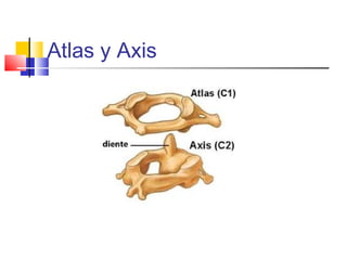 Atlas y Axis
 