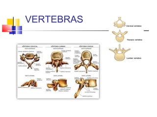 VERTEBRAS
 