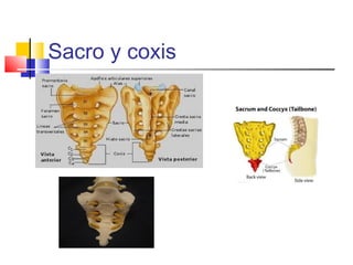 Sacro y coxis
 