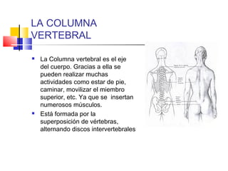 LA COLUMNA
VERTEBRAL
 La Columna vertebral es el eje
del cuerpo. Gracias a ella se
pueden realizar muchas
actividades como estar de pie,
caminar, movilizar el miembro
superior, etc. Ya que se insertan
numerosos músculos.
 Está formada por la
superposición de vértebras,
alternando discos intervertebrales
 