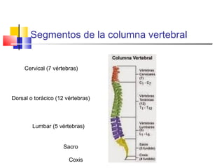Segmentos de la columna vertebral
Cervical (7 vértebras)
Dorsal o torácico (12 vértebras)
Lumbar (5 vértebras)
Sacro
Coxis
 