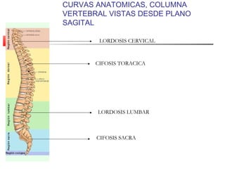 CURVAS ANATOMICAS, COLUMNA
VERTEBRAL VISTAS DESDE PLANO
SAGITAL
LORDOSIS CERVICAL
CIFOSIS TORACICA
LORDOSIS LUMBAR
CIFOSIS SACRA
 