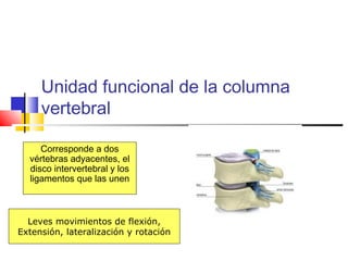 Unidad funcional de la columna
vertebral
Corresponde a dos
vértebras adyacentes, el
disco intervertebral y los
ligamentos que las unen
Leves movimientos de flexión,
Extensión, lateralización y rotación
 