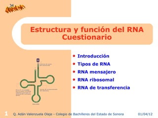 Estructura y función del RNA
                      Cuestionario

                                            Introducción
                                            Tipos de RNA
                                            RNA mensajero
                                            RNA ribosomal
                                            RNA de transferencia




1   Q. Adán Valenzuela Olaje - Colegio de Bachilleres del Estado de Sonora   01/04/12
 