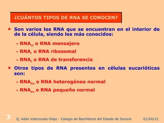 ¿CUÁNTOS TIPOS DE RNA SE CONOCEN?

    Son varios los RNA que se encuentran en el interior de
    de la célula, siendo los más conocidos:

    •   RNAm o RNA mensajero
    •   RNAr o RNA ribosomal
    •   RNAt o RNA de transferencia
    Otros tipos de RNA presentes en células eucarióticas
    son:
    •   RNAhn o RNA heterogéneo normal
    •   RNAsn o RNA pequeño normal




3   Q. Adán Valenzuela Olaje - Colegio de Bachilleres del Estado de Sonora   01/04/12
 