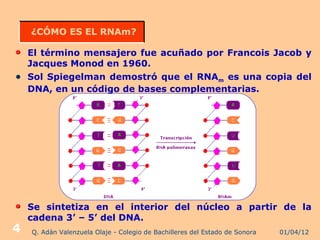 ¿CÓMO ES EL RNAm?

  El término mensajero fue acuñado por Francois Jacob y
  Jacques Monod en 1960.
 Sol Spiegelman demostró que el RNAm es una copia del
  DNA, en un código de bases complementarias.




    Se sintetiza en el interior del núcleo a partir de la
    cadena 3’ – 5’ del DNA.
4   Q. Adán Valenzuela Olaje - Colegio de Bachilleres del Estado de Sonora   01/04/12
 