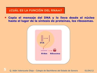 ¿CUÁL ES LA FUNCIÓN DEL RNAm?

    Copia el mensaje del DNA y lo lleva desde el núcleo
    hasta el lugar de la síntesis de proteínas, los ribosomas.




5   Q. Adán Valenzuela Olaje - Colegio de Bachilleres del Estado de Sonora   01/04/12
 