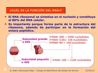 ¿CUÁL ES LA FUNCIÓN DEL RNAr?

    El RNA ribosomal se sintetiza en el nucleolo y constituye
    el 80% del RNA celular.
    Es importante porque forma parte de la estructura del
    ribosoma, además de participar en la formación del
    enlace peptídico.

                                               RNAr 28S = 5400 nucleótidos
                Subunidad grande               RNAr 5.8S= 158 nucleótidos
                o 60S                          RNAr 5S = 120 nucleótidos




                Subunidad pequeña                RNAr 18S = 2100 nucleótidos
                o 40S


6   Q. Adán Valenzuela Olaje - Colegio de Bachilleres del Estado de Sonora   01/04/12
 