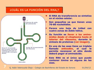 ¿CUÁL ES LA FUNCIÓN DEL RNAt?

                                              El RNA de transferencia se sintetiza
                                              en el núcleo celular.
                                              Son pequeños ya que tienen unos
                                              70-80 nucleótidos.
                                              Parece una hoja de trébol          con
                                              cuatro zonas de doble hélice.
                                             Su función es llevar a los amino-
                                              ácidos desde el citoplasma hasta el
                                              interior del ribosoma, durante la
                                              síntesis de proteínas (ver imagen).
                                             En una de las asas tiene un triplete
                                              llamado anticodón, el cual le
                                              permite reconocer el sitio donde
                                              deberá pegar al aminoácido.

                                              Este RNA es el único que puede
                                              contener timina en alguna de las
                                              asas.

7   Q. Adán Valenzuela Olaje - Colegio de Bachilleres del Estado de Sonora   01/04/12
 