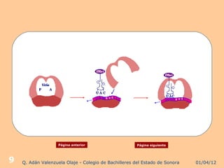 Página anterior                    Página siguiente




9   Q. Adán Valenzuela Olaje - Colegio de Bachilleres del Estado de Sonora   01/04/12
 