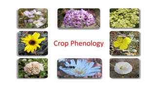 Crop Phenology
 