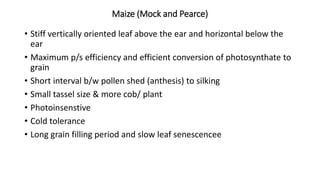 Maize (Mock and Pearce)
• Stiff vertically oriented leaf above the ear and horizontal below the
ear
• Maximum p/s efficiency and efficient conversion of photosynthate to
grain
• Short interval b/w pollen shed (anthesis) to silking
• Small tassel size & more cob/ plant
• Photoinsenstive
• Cold tolerance
• Long grain filling period and slow leaf senescencee
 