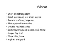 Wheat
• Short and strong stem
• Erect leaves and few small leaves
• Presence of awn; large ear
• Photo period insensitive
• Double rust resistance
• Early flowering and longer grain filling
• Larger flag leaf
• More tiller/area
• High HI and yield
 