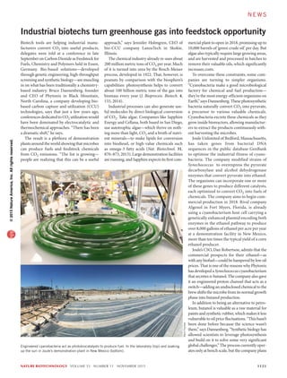 NATURE BIOTECHNOLOGY VOLUME 33 NUMBER 11 NOVEMBER 2015	 1123
mercial plant to open in 2018, promising up to
10,000 barrels of ‘green crude oil’ per day. But
algae also typically require large growing areas,
and are harvested and processed in batches to
remove their valuable oils, which significantly
increases costs.
To overcome these constraints, some com-
panies are turning to simpler organisms.
“Cyanobacteria make a good microbiological
factory for chemical and fuel production—
they’re the most energy-efficient organisms on
Earth,” says Dannenberg. These photosynthetic
bacteria naturally convert CO2 into pyruvate,
a precursor to various valuable chemicals.
Cyanobacteria excrete these chemicals as they
grow inside bioreactors, allowing manufactur-
ers to extract the products continuously with-
out harvesting the microbes.
Joule Unlimited of Bedford, Massachusetts,
has taken genes from bacterial DNA
sequences in the public database GenBank
to optimise the industrial fitness of cyano-
bacteria. The company modified strains of
Synechococcus to overexpress the pyruvate
decarboxylase and alcohol dehydrogenase
enzymes that convert pyruvate into ethanol.
The organisms can incorporate one or more
of these genes to produce different catalysts,
each optimized to convert CO2 into fuels of
chemicals. The company aims to begin com-
mercial production in 2018. Rival company
Algenol in Fort Myers, Florida, is already
using a cyanobacterium host cell carrying a
genetically enhanced plasmid encoding both
enzymes in the ethanol pathway to produce
over 8,000 gallons of ethanol per acre per year
at a demonstration facility in New Mexico,
more than ten times the typical yield of a corn
ethanol producer.
Joule’s CSO, Dan Robertson, admits that the
commercial prospects for their ethanol—as
withanybiofuel—couldbehamperedbylowoil
prices. That is one of the reasons why Phytonix
has developed a Synechococcuscyanobacterium
that secretes n-butanol. The company also gave
it an engineered proton channel that acts as a
switch—adding an undisclosed chemical to the
brew shifts the microbe from its normal growth
phase into butanol production.
In addition to being an alternative to petro-
leum, butanol is valuable as a raw material for
paints and synthetic rubber, which makes it less
vulnerable to oil price fluctuations. “This hasn’t
been done before because the science wasn’t
there,” says Dannenberg. “Synthetic biology has
allowed scientists to leverage photosynthesis
and build on it to solve some very significant
global challenges.” The process currently oper-
ates only at bench scale, but the company plans
Biotech tools are helping industrial manu-
facturers convert CO2 into useful products,
delegates were told at a conference in late
September on Carbon Dioxide as Feedstock for
Fuels, Chemistry and Polymers held in Essen,
Germany. Bio-based solutions—developed
through genetic engineering, high-throughput
screening and synthetic biology—are muscling
in on what has been traditionally a chemistry-
based industry. Bruce Dannenberg, founder
and CEO of Phytonix in Black Mountain,
North Carolina, a company developing bio-
based carbon capture and utilization (CCU)
technologies, says that just a few years ago,
conferences dedicated to CO2 utilization would
have been dominated by electrocatalytic and
thermochemical approaches. “There has been
a dramatic shift,” he says.
The result is a plethora of demonstration
plants around the world showing that microbes
can produce fuels and feedstock chemicals
from CO2 emissions. “The list is growing—
people are realizing that this can be a useful
approach,” says Jennifer Holmgren, CEO of
bio-CCU company LanzaTech in Skokie,
Illinois.
The chemical industry already re-uses about
200 million metric tons of CO2 per year. Much
of it is turned into urea by the Bosch-Meiser
process, developed in 1922. That, however, is
peanuts by comparison with the biosphere’s
capabilities: photosynthesis helps to convert
about 100 billion metric tons of the gas into
biomass every year (J. Bioprocess. Biotech. 4,
155, 2014).
Industrial processes can also generate use-
ful molecules by direct biological conversion
of CO2. Take algae. Companies like Sapphire
Energy and Cellana, both based in San Diego,
use autotrophic algae—which thrive on noth-
ing more than light, CO2 and a broth of nutri-
ent minerals—to make lipids for conversion
into biodiesel, or high-value chemicals such
as omega-3 fatty acids (Nat. Biotechnol. 31,
870–873, 2013). Large demonstration facilities
are running, and Sapphire expects its first com-
Industrial biotechs turn greenhouse gas into feedstock opportunity
Engineered cyanobacteria act as photobiocatalysts to produce fuel. In the laboratory (top) and soaking
up the sun in Joule’s demonstration plant in New Mexico (bottom).
MarkPeplow
N E W S
npg©2015NatureAmerica,Inc.Allrightsreserved.
 