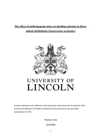 ~ 1 ~
The effect of anthropogenic noise on shoaling cohesion in three-
spined sticklebacks (Gasterosteus aculeatus)
A report submitted in part fulfilment of the examination requirements for the award of a B.Sc.
(Hons) Animal Behaviour and Welfare awarded by the University of Lincoln, June 2014,
supervised by Tom Pike.
Thomas Trew
12357944
 