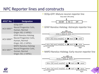 NPC Reporter lines and constructs
 DCXp-GFP: Mature neuron reporter line
Stop codon ZFN cutting
 GFAP-Nanoluc-Halotag: Astrocyte reporter line
 MAP2-Nanoluc-Halotag: Early neuron reporter line
ATCC® No. Designation
ACS-5005™
DCXp-GFP
Neural Progenitor Cells,
Human, Normal
Origin: XCL-1 hiPSCs
ACS-5006™
GFAP-Nanoluc-Halotag
Neural Progenitor Cells,
Human, Normal
Origin: XCL-1 hiPSCs
ACS-5007™
MAP2-Nanoluc-Halotag
Neural Progenitor Cells,
Human, Normal
Origin: XCL-1 hiPSCs
18
DCX ORF P2A GFP
 