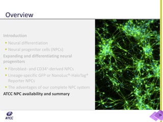 Overview
Introduction
 Neural differentiation
 Neural progenitor cells (NPCs)
Expanding and differentiating neural
progenitors
 Fibroblast- and CD34+-derived NPCs
 Lineage-specific GFP or NanoLuc®-HaloTag®
Reporter NPCs
 The advantages of our complete NPC system
ATCC NPC availability and summary
26
 