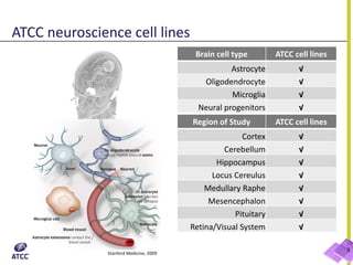 Brain cell type ATCC cell lines
Astrocyte √
Oligodendrocyte √
Microglia √
Neural progenitors √
Stanford Medicine, 2009
Region of Study ATCC cell lines
Cortex √
Cerebellum √
Hippocampus √
Locus Cereulus √
Medullary Raphe √
Mesencephalon √
Pituitary √
Retina/Visual System √
ATCC neuroscience cell lines
3
 