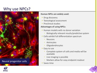 Why use NPCs?
6
Human NPCs are widely used:
 Drug discovery
 Toxicological assessment
 Preclinical studies
Advantages of using NPCs:
 Human models with no donor variation
• Biologically relevant results/predictive system
 Cells exhibit full differentiation spectrum
• Neurons
• Astrocytes
• Oligodendrocytes
 Easy to use
• Complete system of cells and media will be
available
• Live imaging is possible
• Markers allow for easy endpoint readout
 Saves time
Neural progenitor cells
 